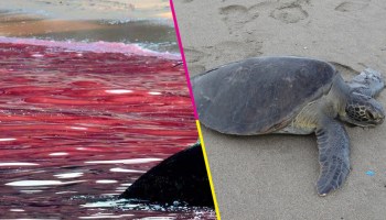 292 tortugas murieron en playas de Oaxaca por la marea roja