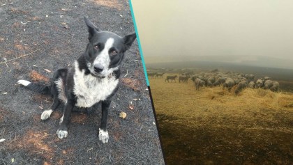 Héroes peludos: Perrita pastor salva a rebaño completo de los incendios de Australia
