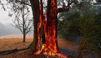 que-ocasiono-razones-causas-incendios-australia-muertos-animales-crisis-climatica-cambio