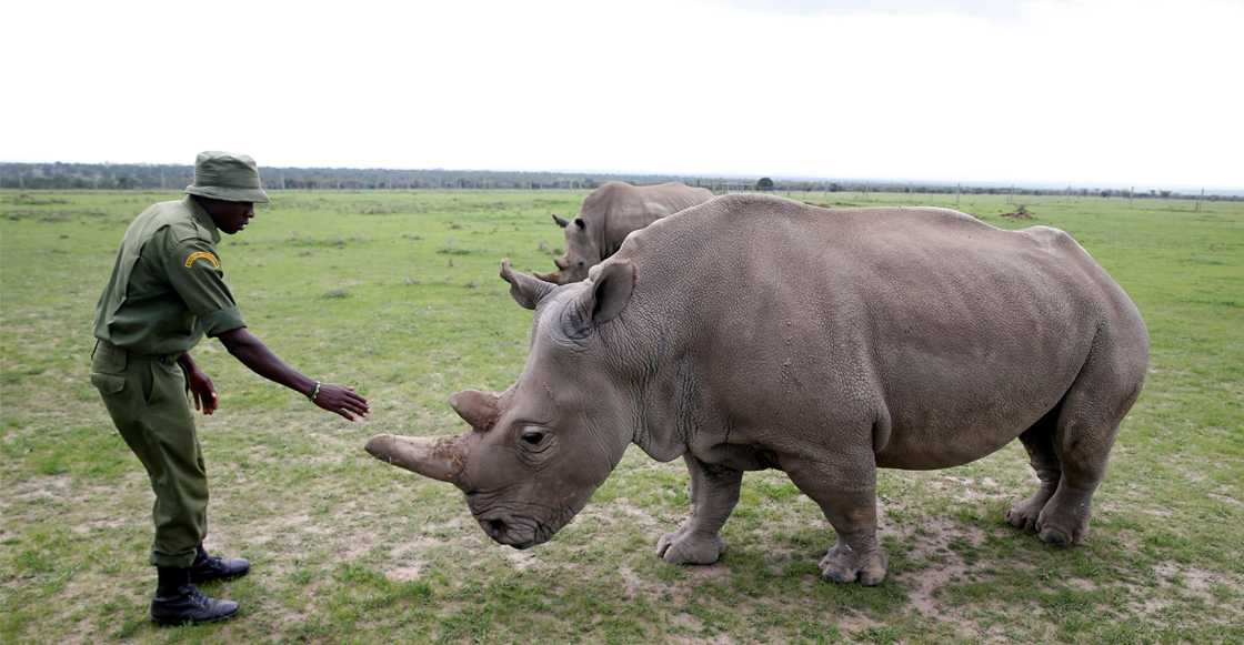 Científicos logran tres embriones viables del casi extinto rinoceronte blanco del norte