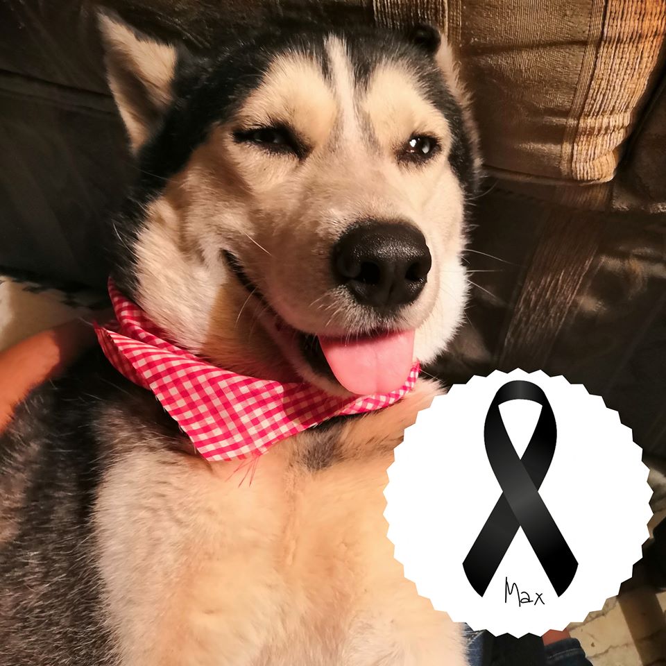 Falleció Max, el perrito que vendía cupcakes para pagar su tratamiento contra el cáncer
