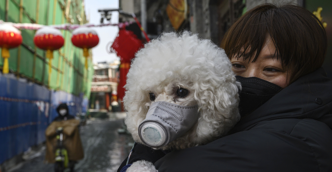 perrito-coronavirus-china-hong-kong