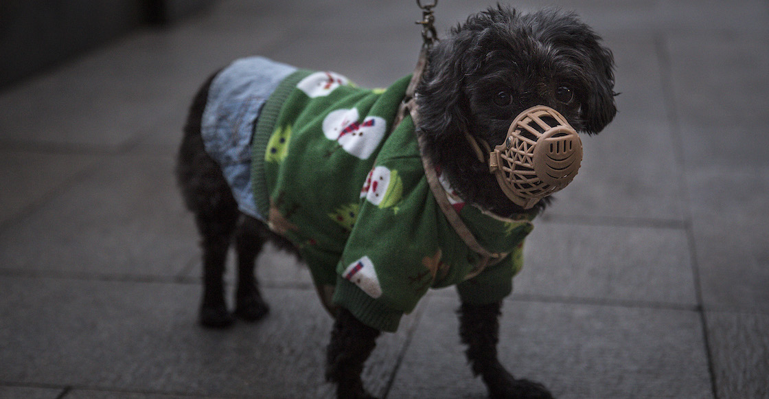 mascota-coronavirus-hong-kong