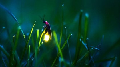 Una investigación revela que las luciérnagas están en peligro de extinción