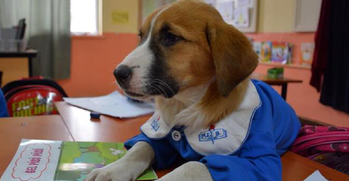Findik, el perrito rescatado por maestros que ahora es un alumno más de su escuela