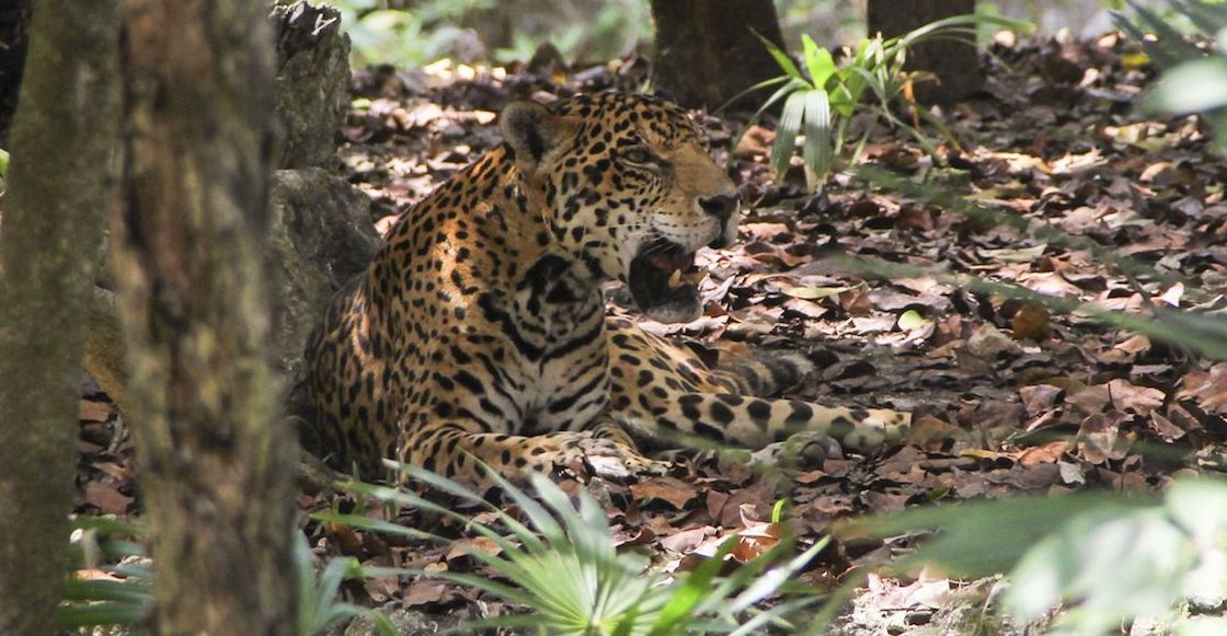 atropellan-jaguar-campeche