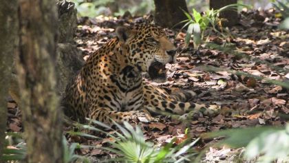 atropellan-jaguar-campeche