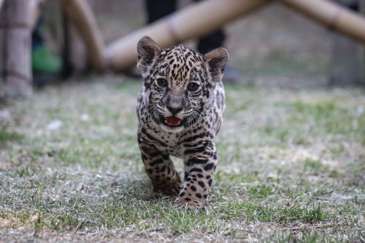 jaguar-caza-peligro-extinción