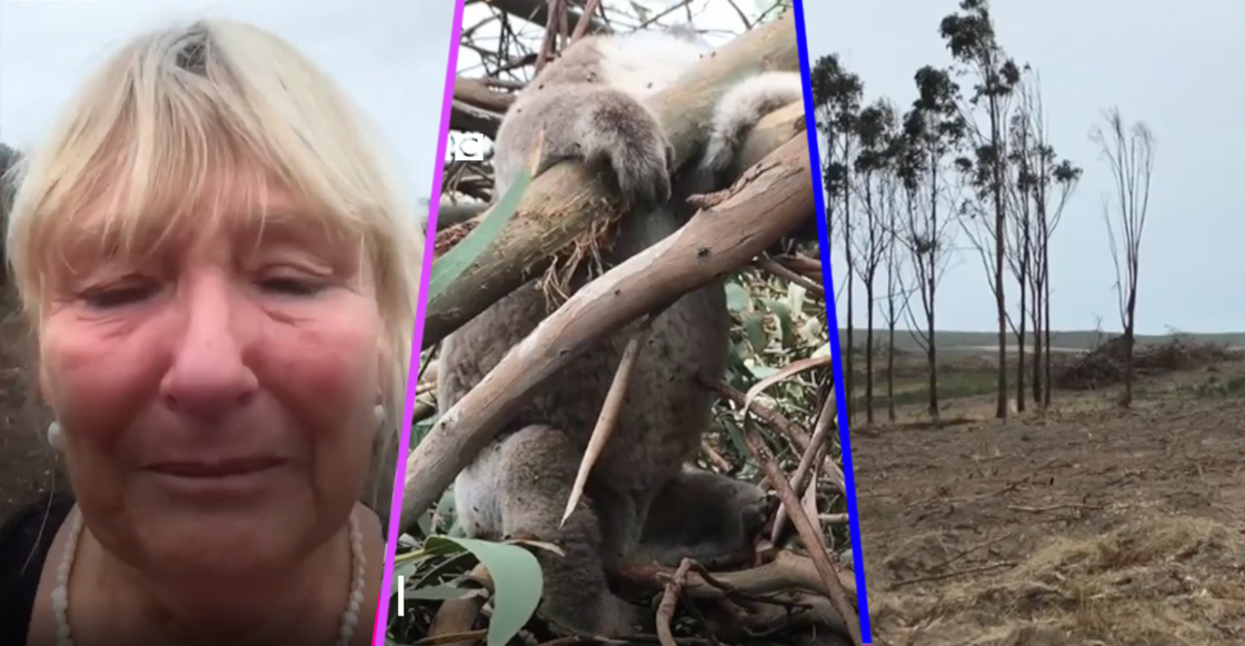 Encuentran decenas de koalas muertos en Australia por actividades humanas