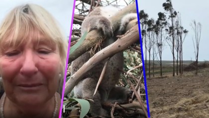 Encuentran decenas de koalas muertos en Australia por actividades humanas