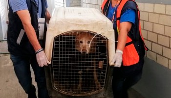 perros-rescatados-paot-cdmx