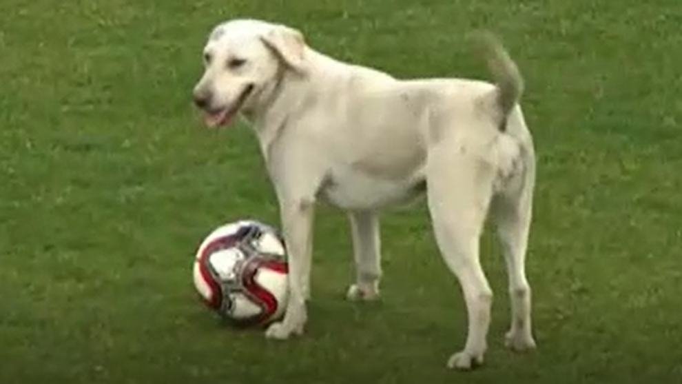 Perro ingresó al campo para 'cobrar un tiro libre', lo sacaron y se puso a jugar con el balón