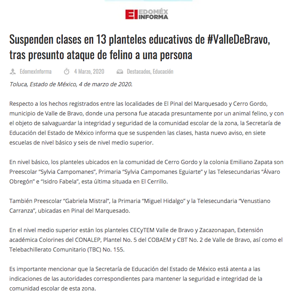 busqueda-felino-valle-de-bravo