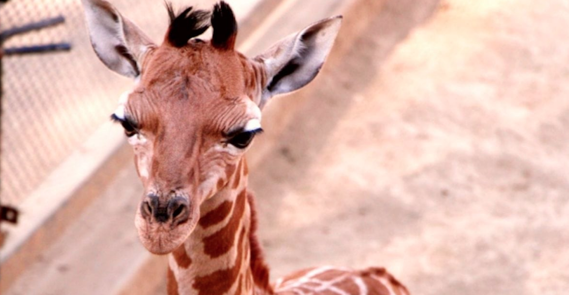 nace-jirafa-sedema-cdmx-zoologico