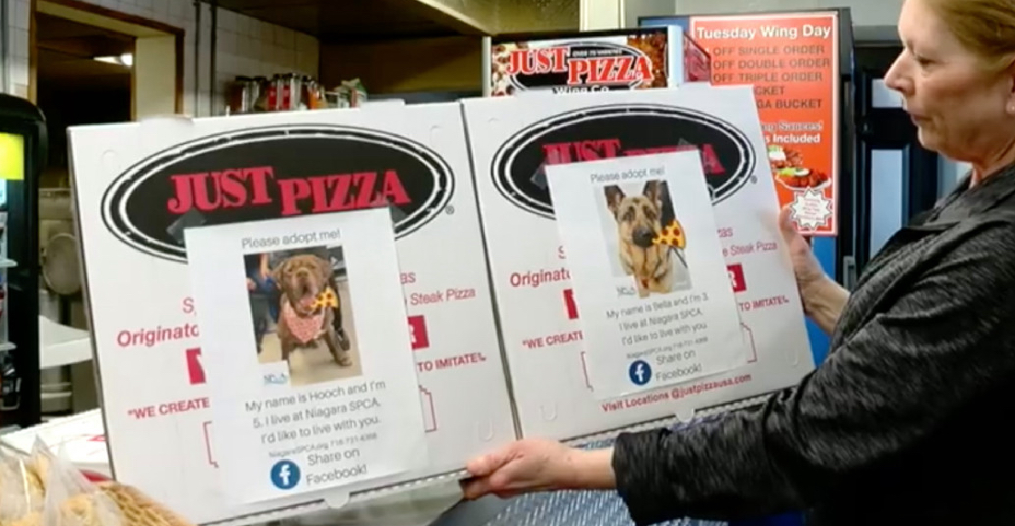 Pizzería usa sus cajas para ayudar a que los perros de un refugio sean adoptados