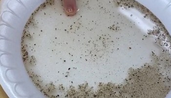 Maestra de preescolar emplea ingenioso experimento y muestra el ‘poder’ del jabón a sus alumnos
