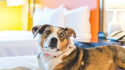 Un hotel ayuda a perros rescatados de un refugio a ser adoptados por los inquilinos