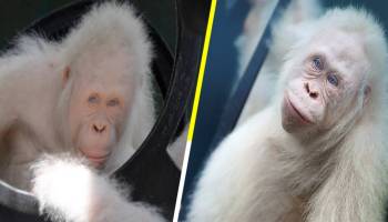 ¡Ternuringa! Así vive ‘Alba’, la única orangutana albina en el mundo