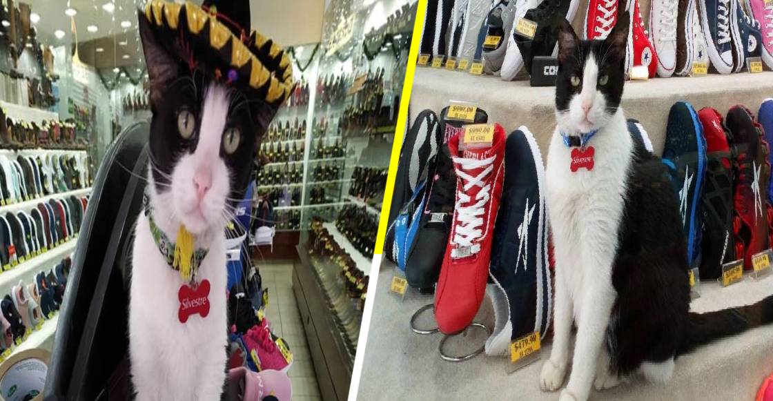 ‘Silvestre’: El gato que trabaja de gerente en una zapatería de Monterrey