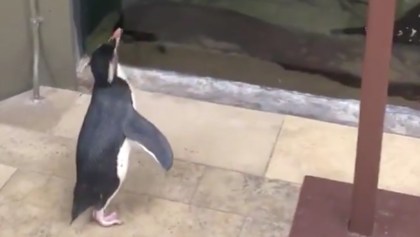Pingüinos de un acuario cerrado por coronavirus, visitan a otros animales
