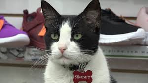 ‘Silvestre’: El gato que trabaja de gerente en una zapatería de Monterrey 