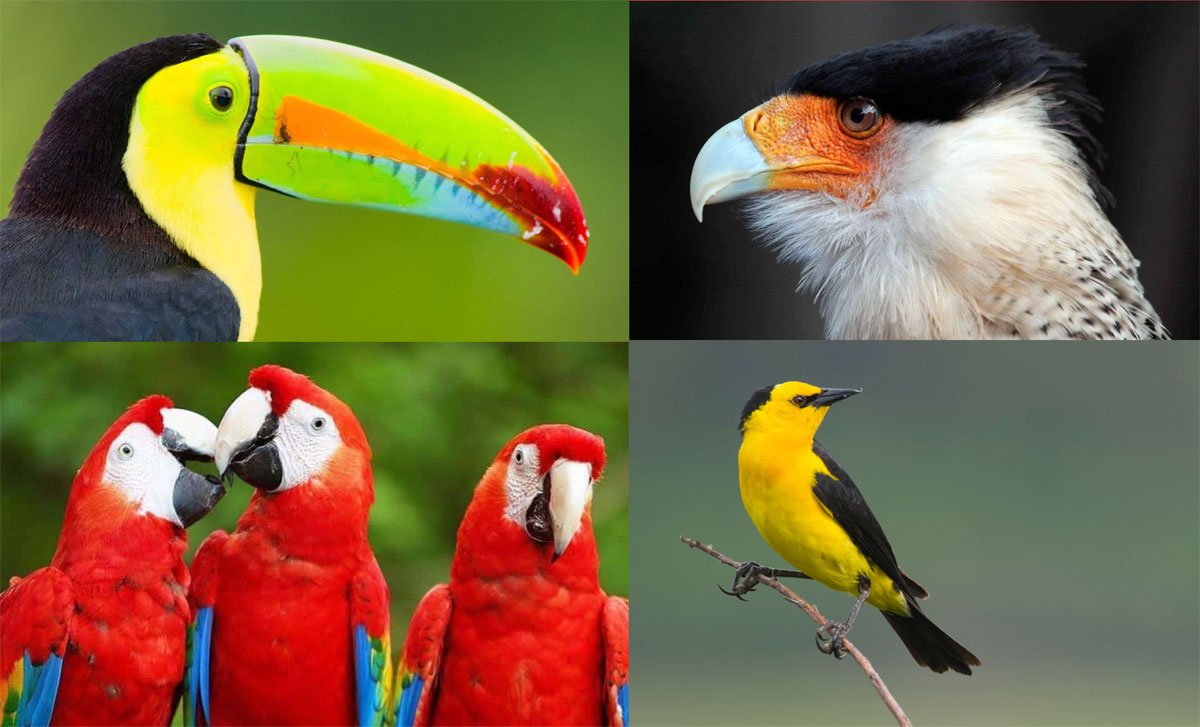 Salva A Miles De Aves En Peligro De Extinci n En M xico Ayuda A El salva-a-miles-de-aves-en-peligro-de-extinci-n-en-m-xico-ayuda-a-el