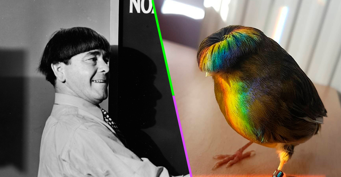 Este es Barry, el canario que internet ama por su corte de bacinica