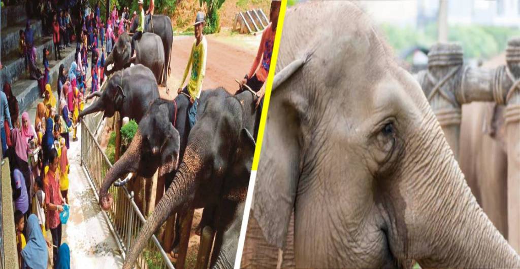 Más triste que Dumbo: Los elefantes de Tailandia están muriendo de hambre por COVID-19