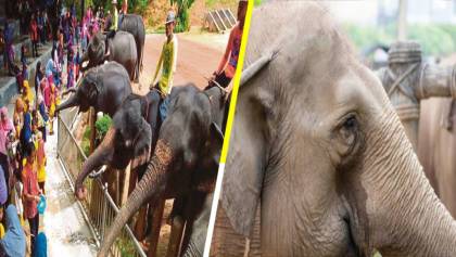 Más triste que Dumbo: Los elefantes de Tailandia están muriendo de hambre por COVID-19