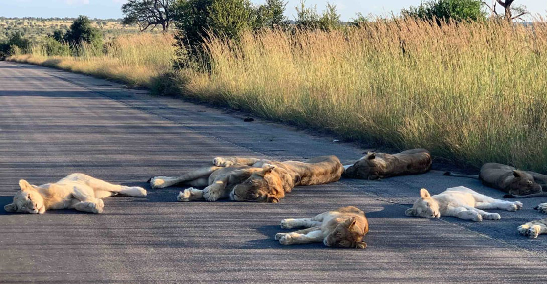 Leones duermen tranquilos en una carretera por falta de turistas (y porque coronavirus)