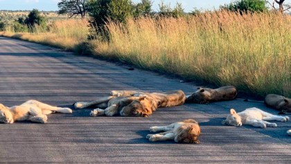 Leones duermen tranquilos en una carretera por falta de turistas (y porque coronavirus)