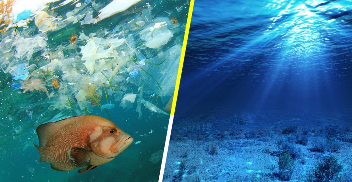 Según la ciencia, los océanos podrían ser restaurados para el 2050