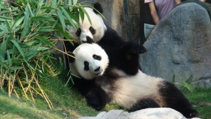 Pandas logran hacer 'el delicioso' sólo cuando cerraron el zoológico por coronavirus