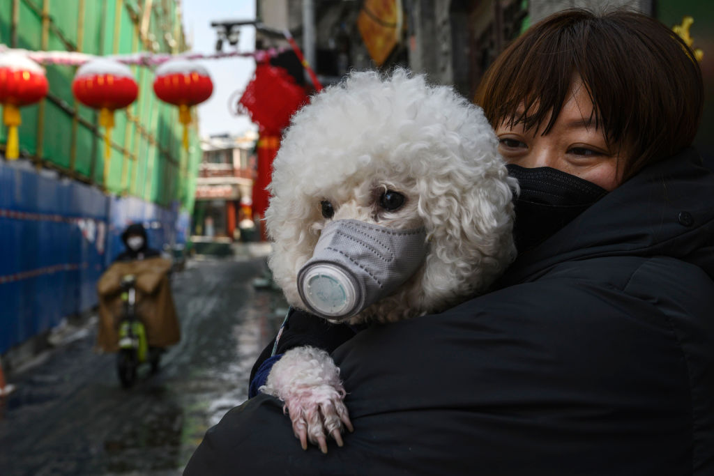 No vaya a ser: La ciudad China de Shenzhen prohíbe el consumo de perros y gatos