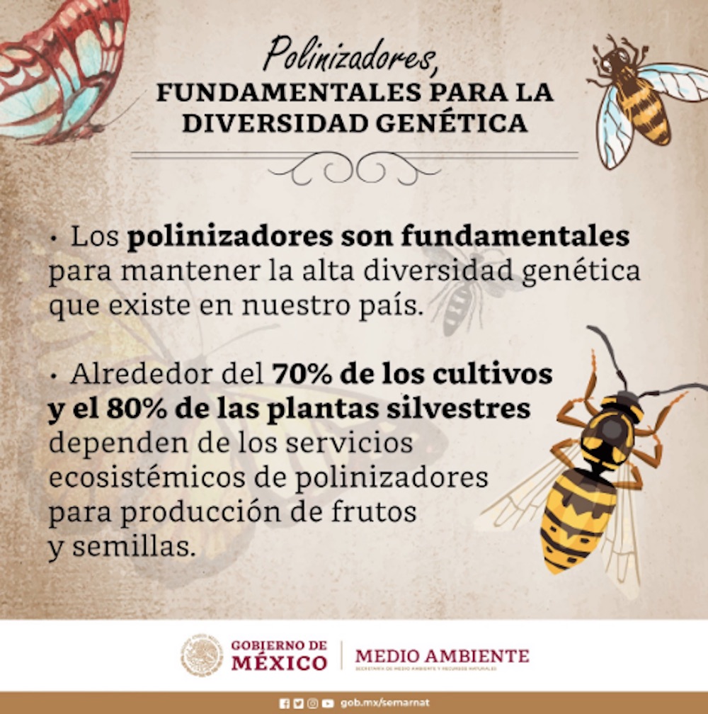 polinizadores-semarnat-coronavirus-abejas