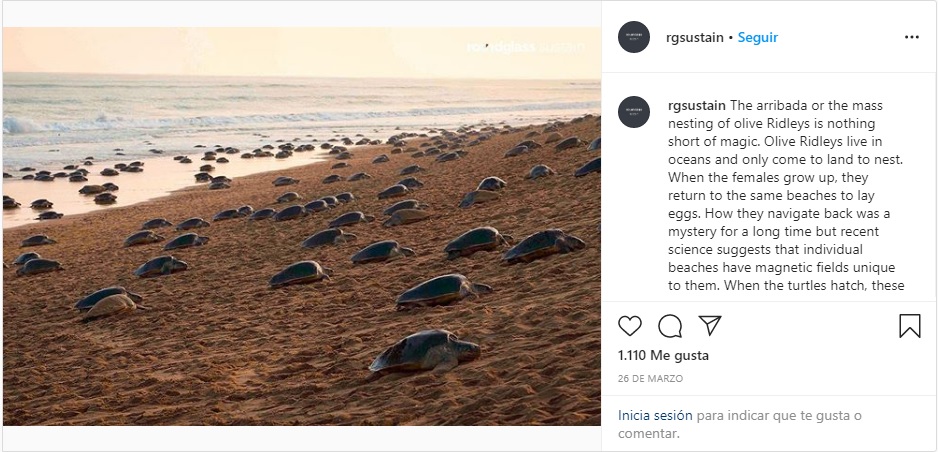 Sin gente, miles de tortugas oliváceas arriban a la India para desovar 