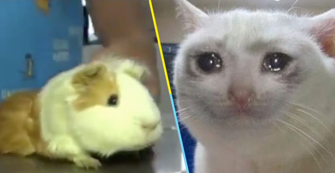 Ay, Susi: Llevan a cuyo enfermo al veterinario... y luego se lo comen