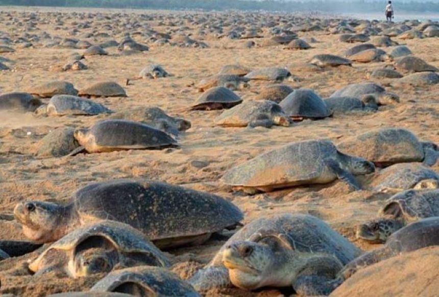 Sin gente, miles de tortugas oliváceas arriban a la India para desovar