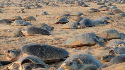 Sin gente, miles de tortugas oliváceas arriban a la India para desovar