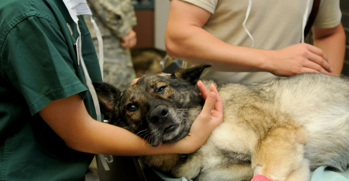 veterinario-cmdx-emergencia-coronavoris-paot