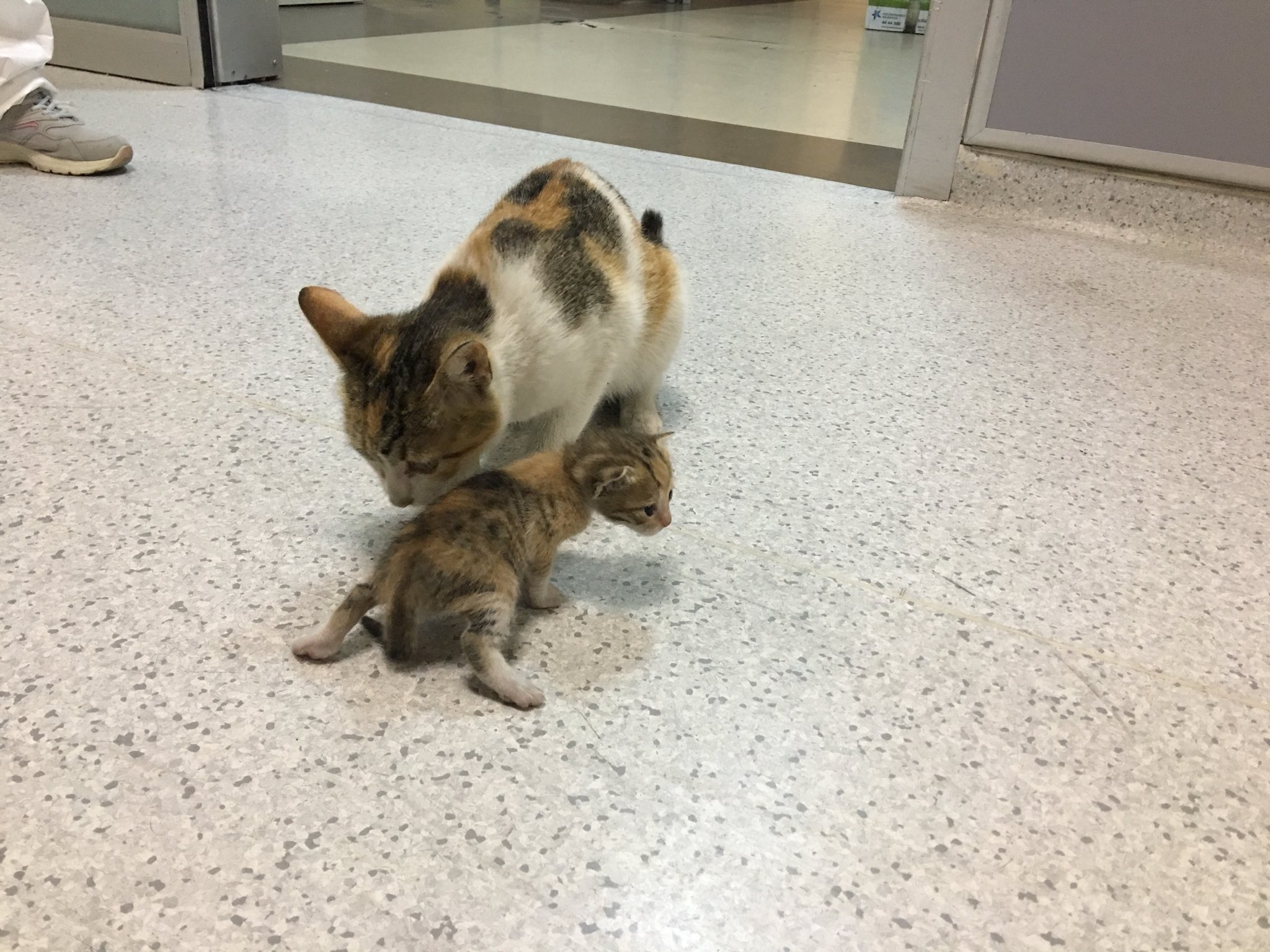 Awwww: Esa gatita llevó a su cría al hospital y esperó mientras la atendían