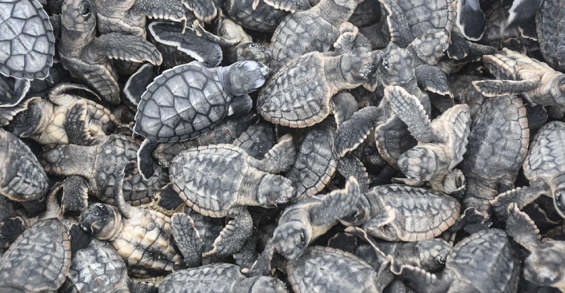 Murieron más de 5 mil tortugas rescatadas en el AICM; pretendían traficarlas a China
