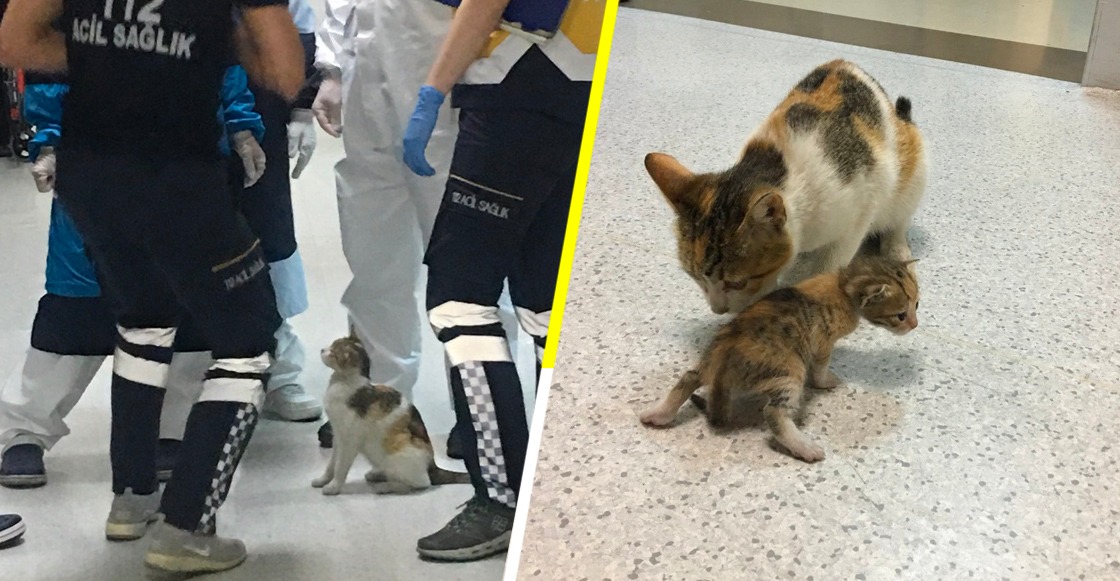 Awww: Esta gatita llevó a su cría al hospital y esperó mientras la atendían
