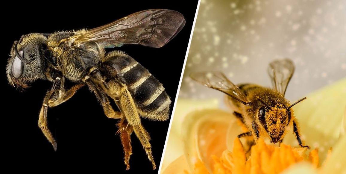 Coyoacán crea viveros para ayudar a la conservación de las abejas