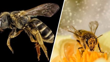 Coyoacán crea viveros para ayudar a la conservación de las abejas
