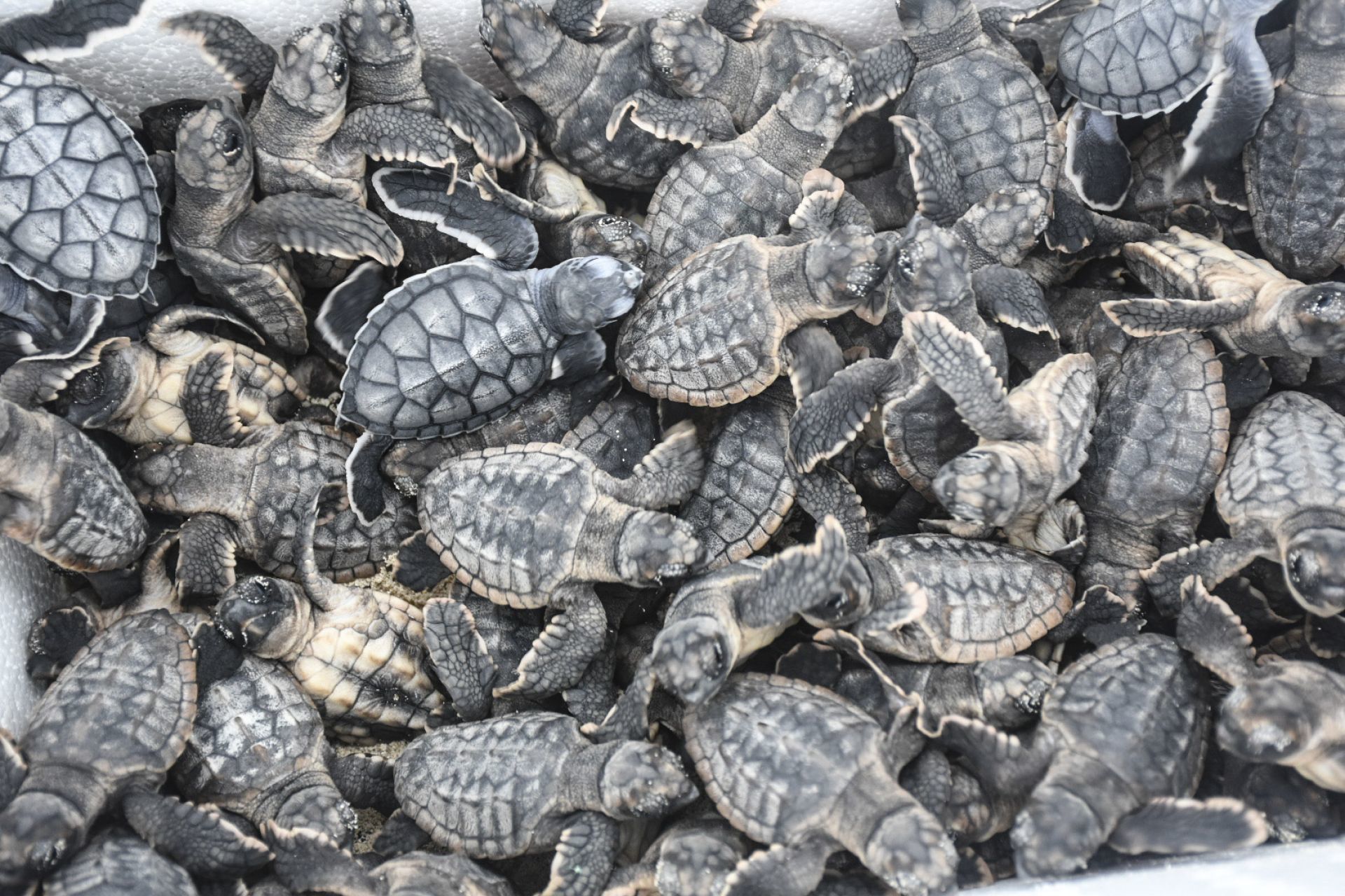 Murieron más de 5 mil tortugas rescatadas en el AICM; pretendían traficarlas a China
