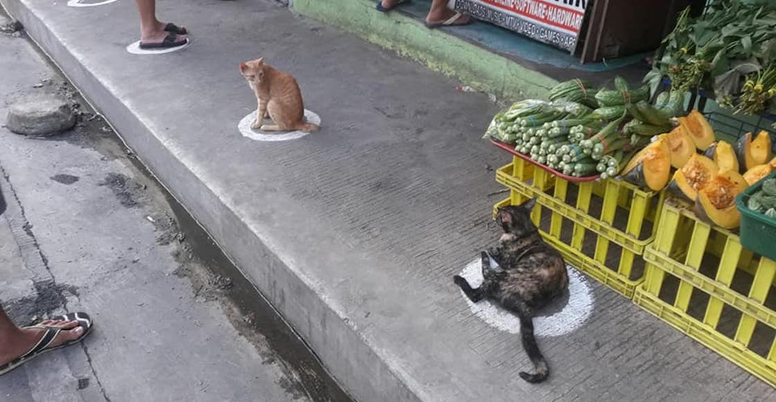 gatos-filipinas-sana-distancia