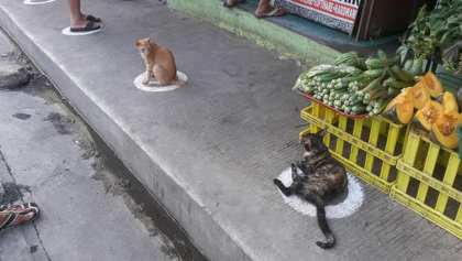 gatos-filipinas-sana-distancia
