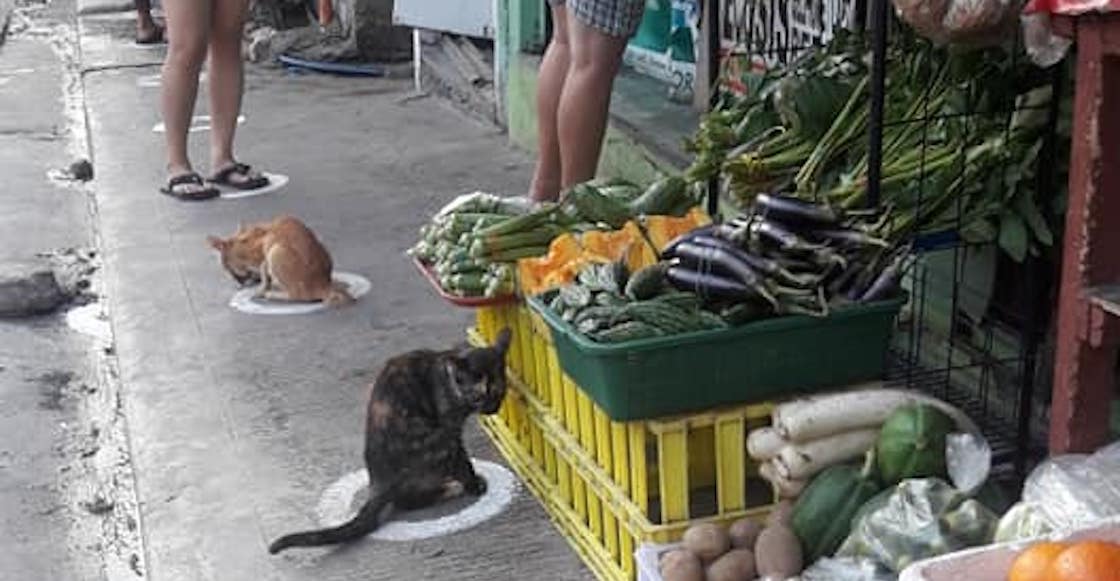 gatos-filipinas