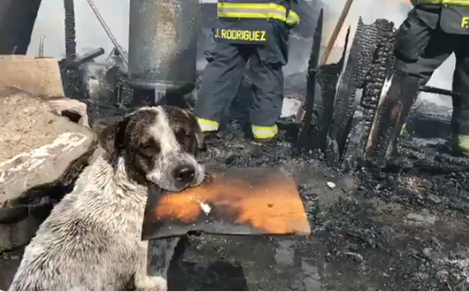 Nooo: Perrito llora luego de ver que el lugar donde dormía fue destruido por un incendio